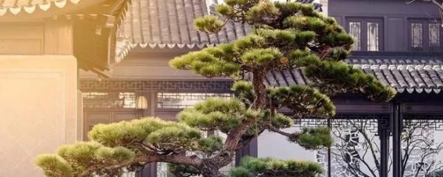 黑松的寓意和象征