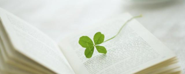 四叶草的含义是什么意思