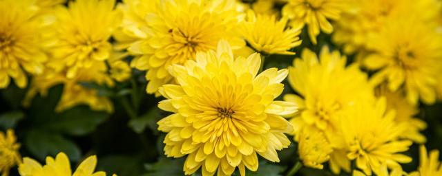 梦见很多菊花是什么意思
