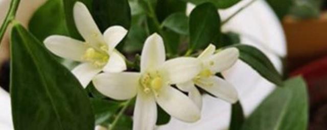 什么花的花语是勇气