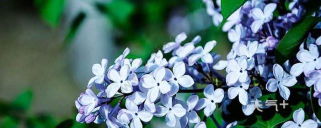 丁香花的寓意