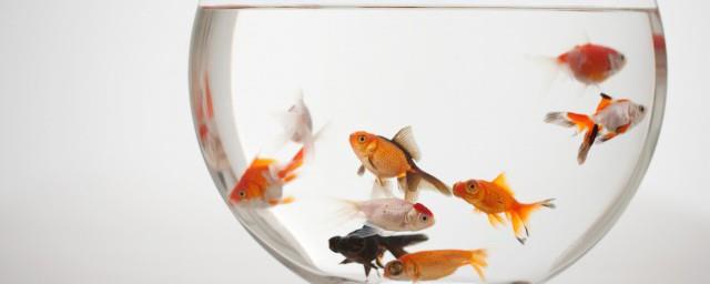 锦鲤寓意