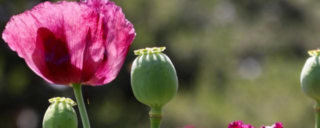 罂粟花的花语是什么