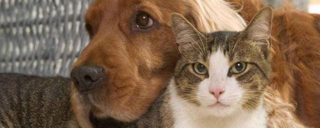 梦到猫狗是什么意思