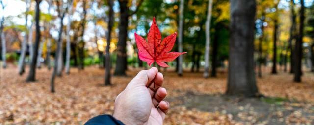 红枫寓意是什么意思