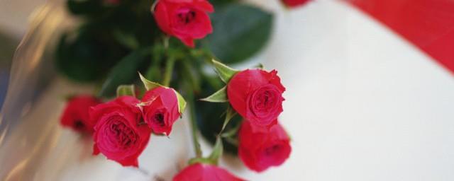 33朵玫瑰花语