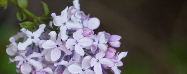 丁香花寓意