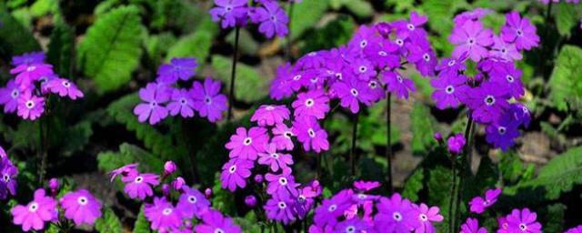樱花草花语