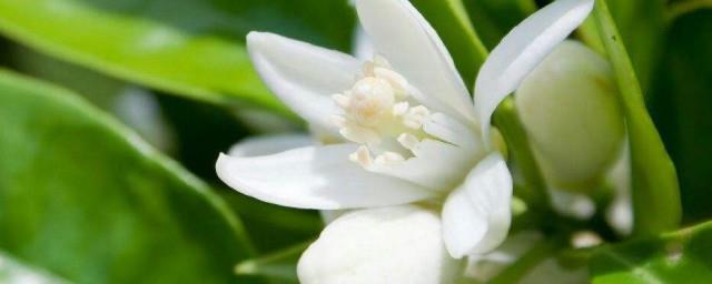 白玉兰花语和含义