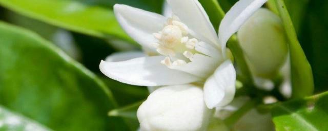橙花的花语