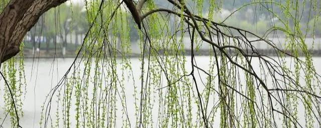 柳树的花语和传说
