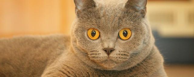 梦到好多猫是什么预兆