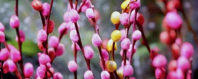 银柳开花寓意什么