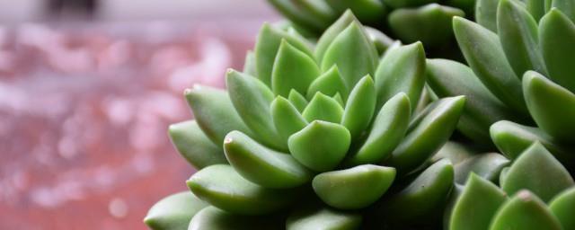 多肉的花语和寓意是什么