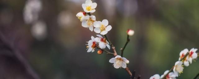 躲春干什么