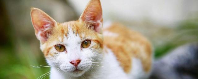 梦见收养猫好不好