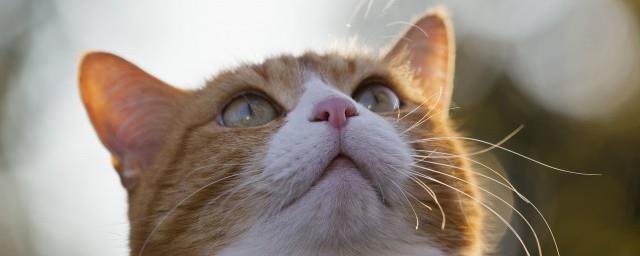 周公解梦梦见猫死了