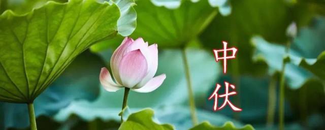 中伏优美祝福