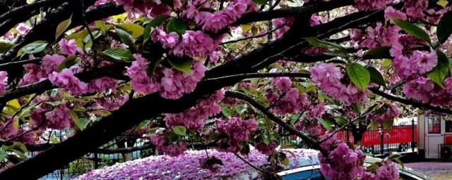 抖音落花坠入眉间醉零落成泥化成灰是什么歌