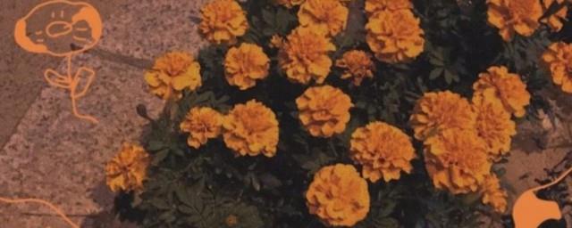 文案温柔爱情