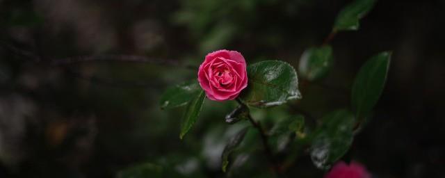 赞美夏天的短句