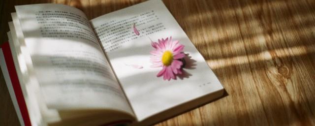 追求美的句子摘抄简短