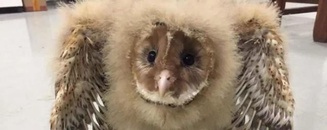 猴面鹰属于几级保护动物