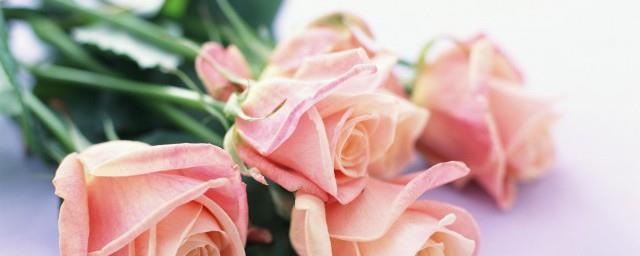 25朵玫瑰花语