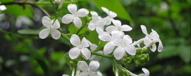 赞美丁香花的优美诗句