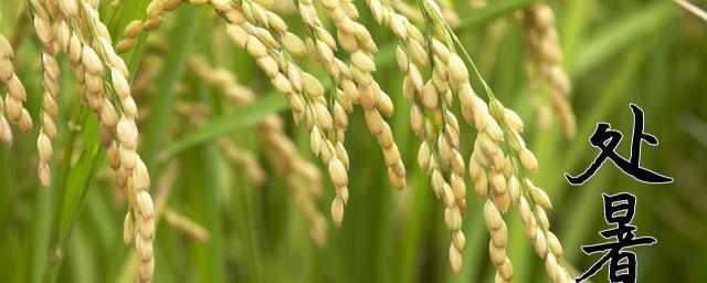 处暑节气是什么季节
