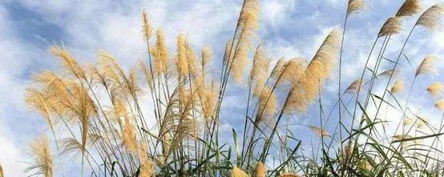 芦苇花的寓意