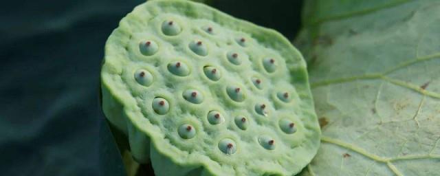 莲蓬的寓意