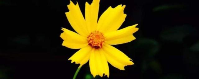 九月送什么花给对方