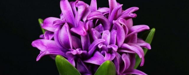 葡萄风信子花语是什么
