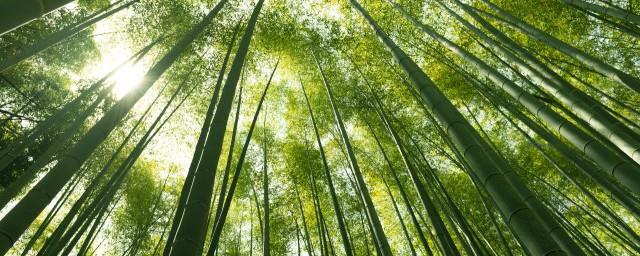凤尾竹寓意