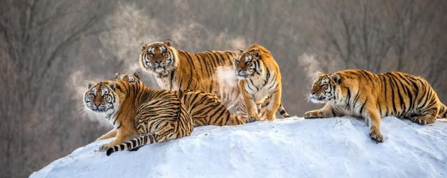 猛虎下山的寓意