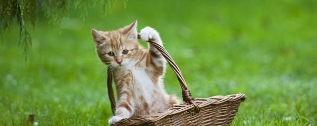 女人梦到被猫咬手出血