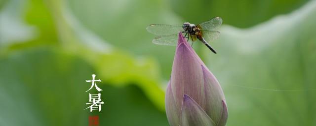关于大暑的诗句