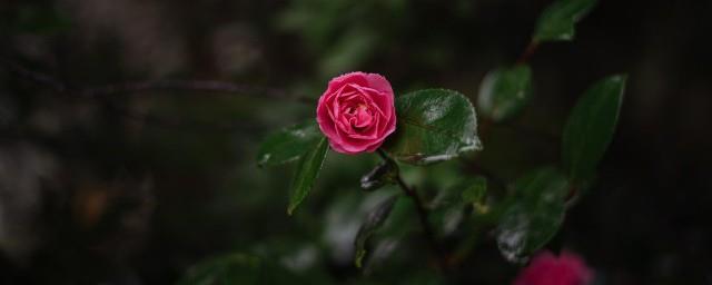 什么花的花语是可爱