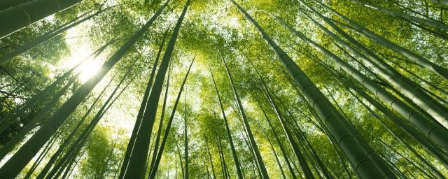 家里种什么果树风水好