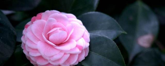 山茶花寓意