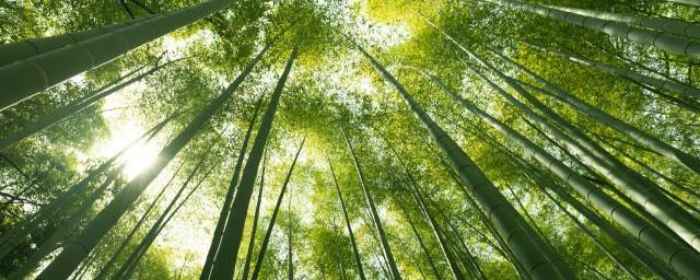 竹子开花的寓意是什么