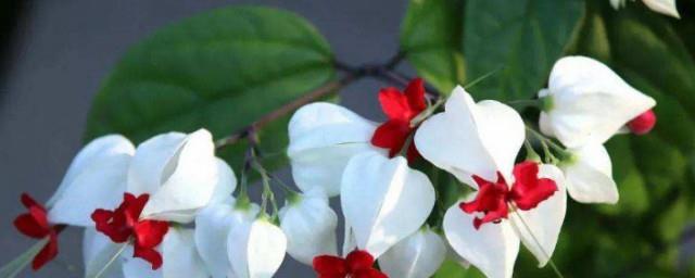 龙吐珠的花语和寓意