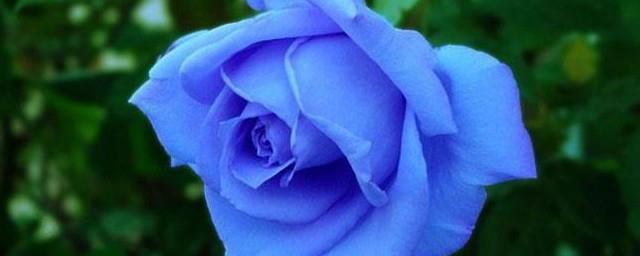 蓝色妖姬11朵代表什么意思