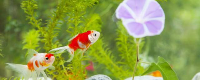 养什么鱼好风水