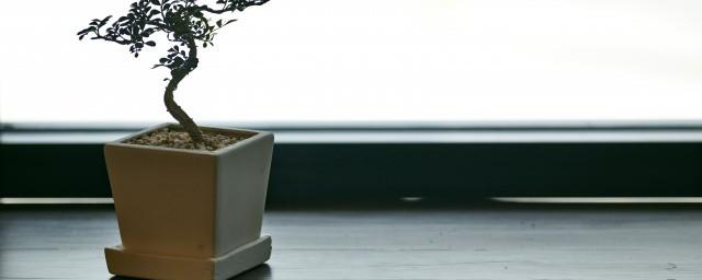 朋友搬家乔迁送什么盆栽植物