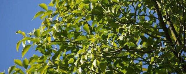 香樟树的寓意和象征