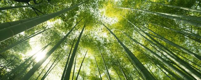 竹节的寓意和象征
