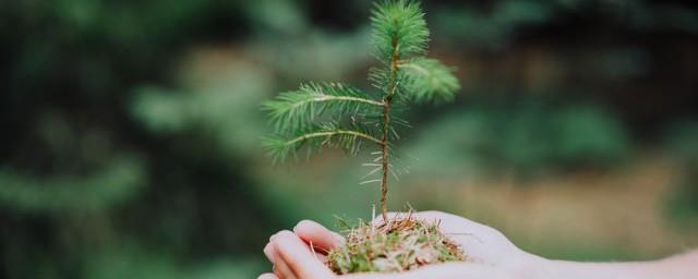 描写植树节说说