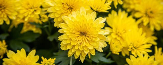 重阳节优美句子简短
